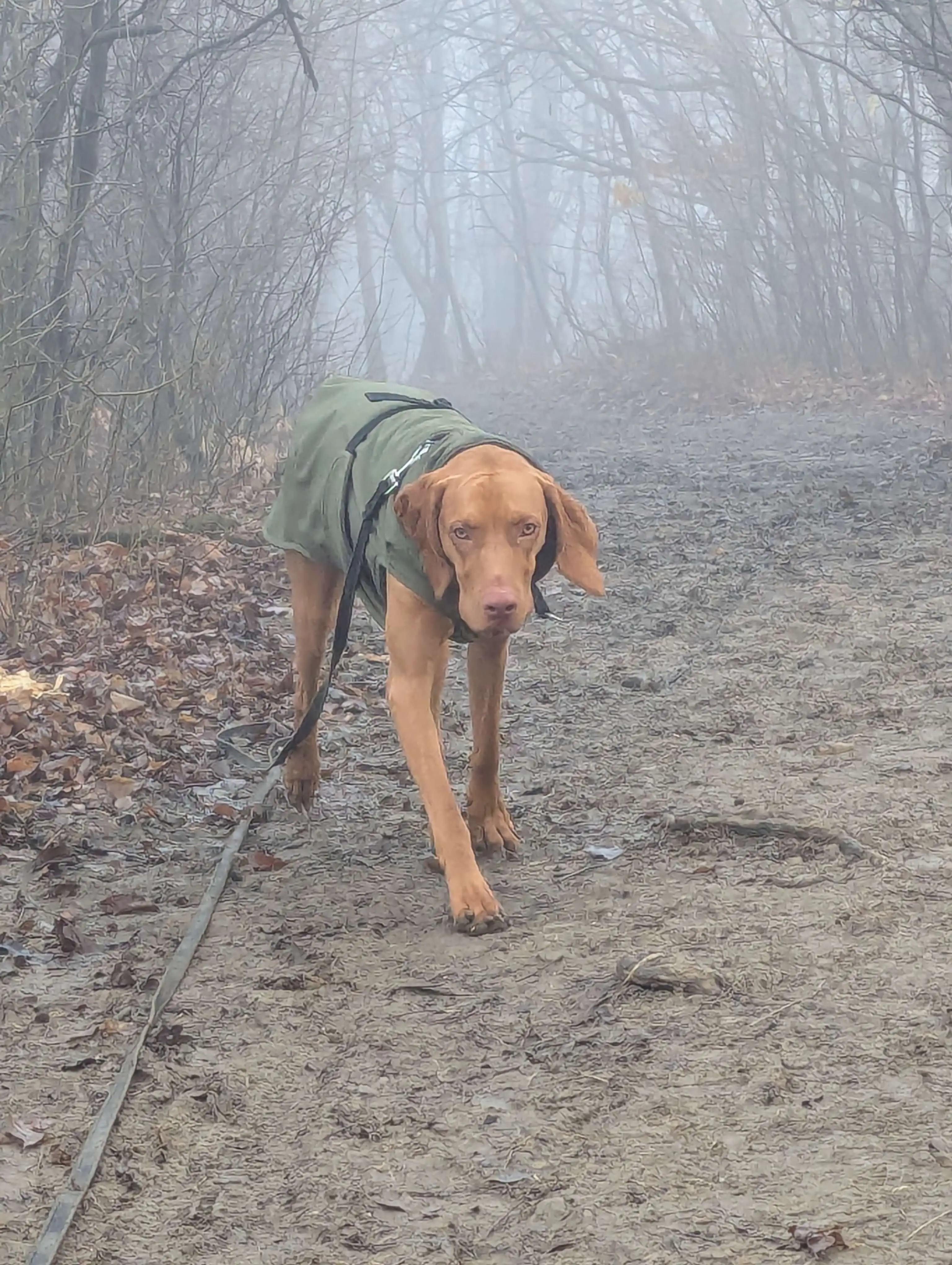 Marli stalking